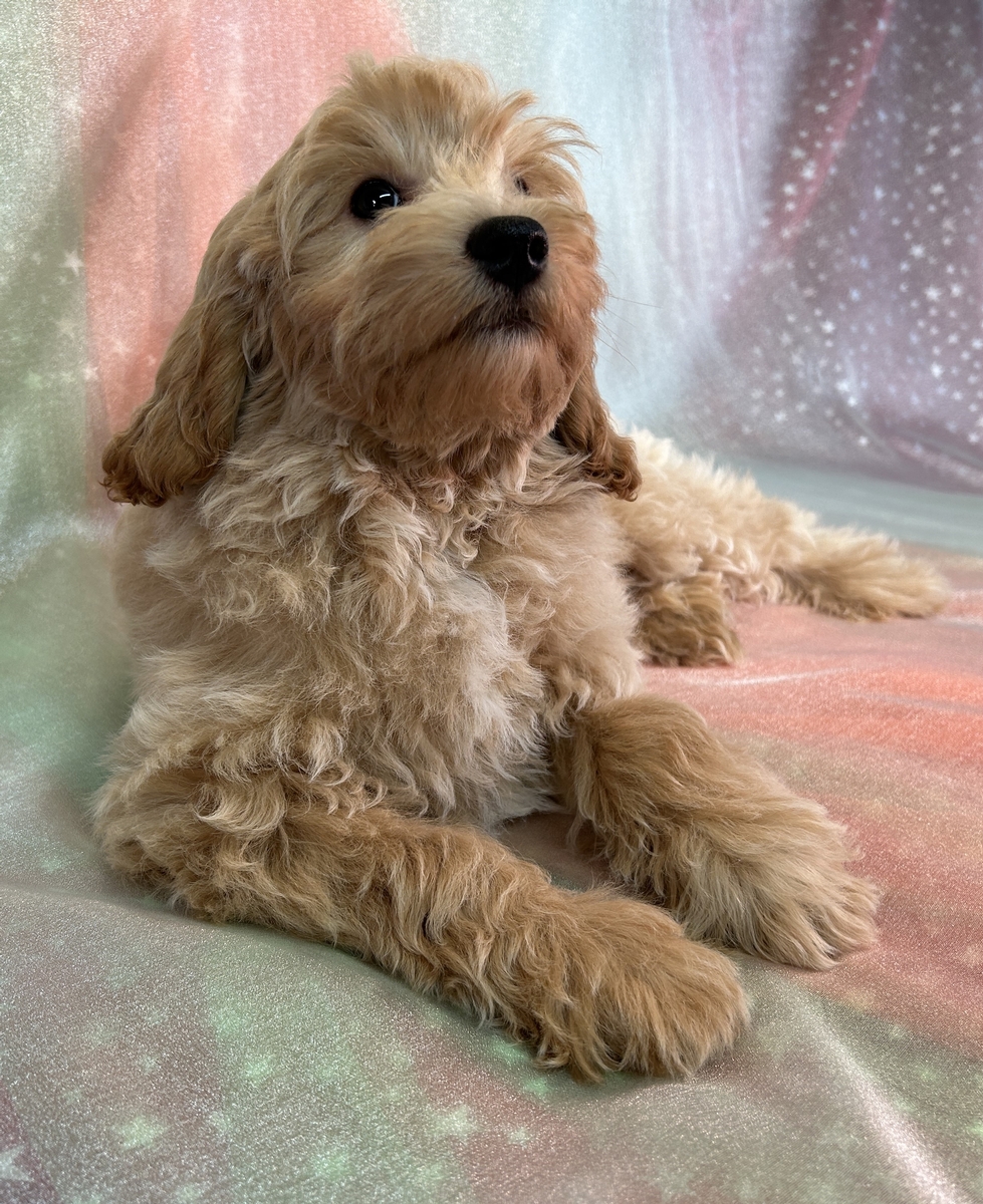 Female Bichon Poodle Puppy for Sale $950 DOB 6-23-2024 